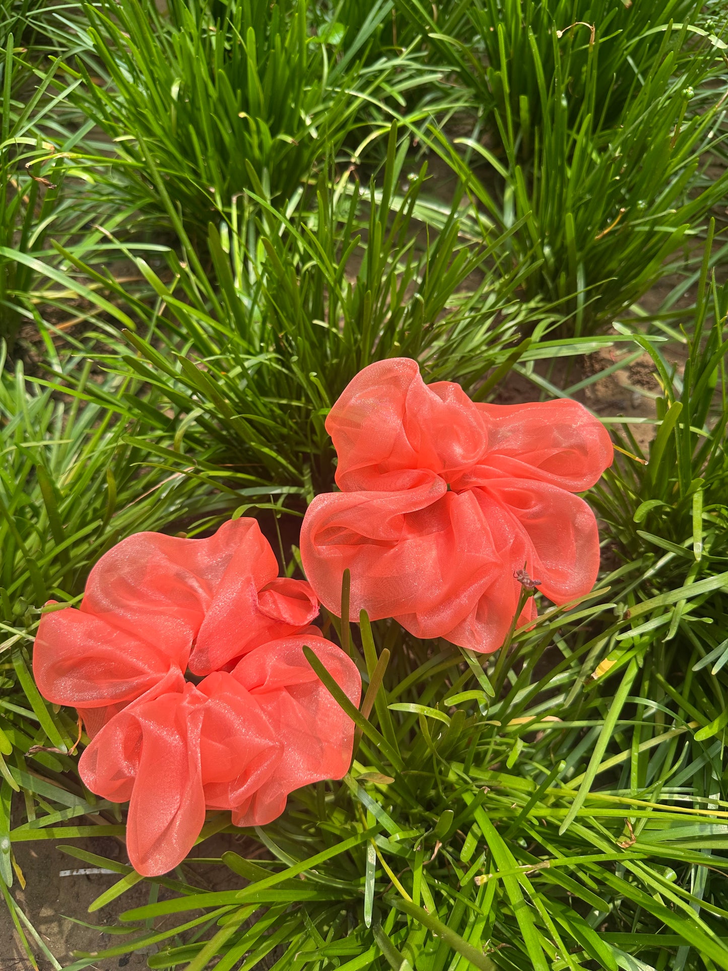 Coral Bloom
