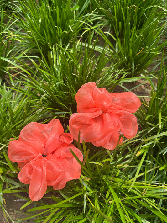 Coral Bloom